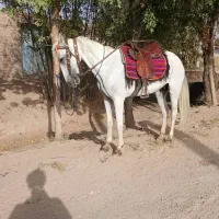 اسب فروشی.اسب نر