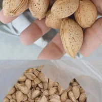 بادام