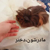 فروش بچه خوکچه هندی مو بلند اصیل
