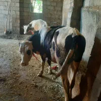 فروش گوساله داشتی