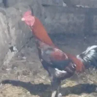 فروش خروس لاری