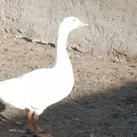 غاز محلی