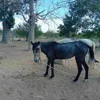 اسب|اسب و تجهیزات اسبسواری|سمنان, |دیوار