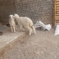 اهواز