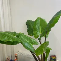 گل و گیاه بابا آدم سبز و سر حال بزرگ