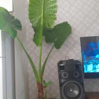 فروش گل بابا آدم طبیعی بزرگ پاجوشدار