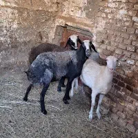 میش وبز