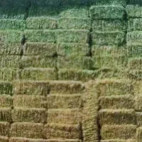 فروش یونجه
