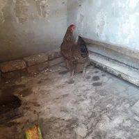 مرغ جوان تخم گذار