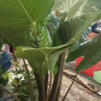 بابا آدم و....