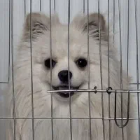 سگ پامر