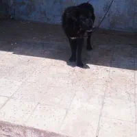 سگ خانگی|سگ|دزفول, |دیوار