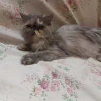 گربه ۶ ماهه ماده پرشین سوپرفلت