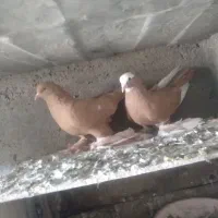 یک جفت پاپر نر سار گچلع به شدت بازی دار