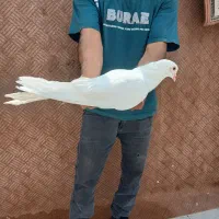 کبوتر زینتی رنت آمریکایی