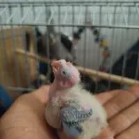 عروس هلندی