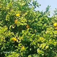 باغچه-530-متری