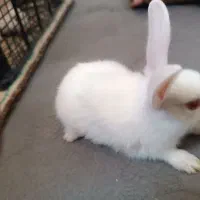 خرکوش کوچولو چشم شرابی