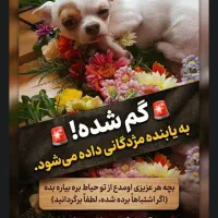سگ گم شدع