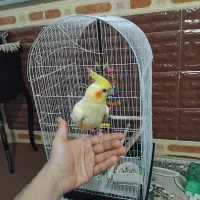 عروس هلندی