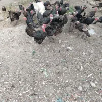 بوقلمون نر 4 ماه