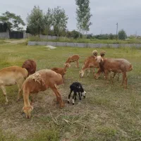 گوسفند چینی اصل