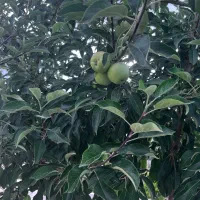 باغ ویلا در اشتهارد