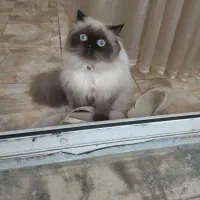 واگذاری گربه