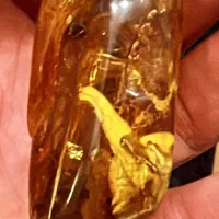 راف میهمان دار کهربا طبیعی کلکسیونی