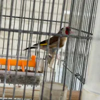 سهره نر بهاره فول رام بخون دو ساله