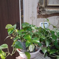 گل زیبا|گل و گیاه طبیعی|کرج, برغان|دیوار