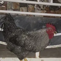 مرغ