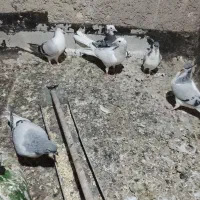 کبوتر موغلف آماده ساز شدن