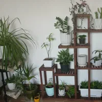 استند گل