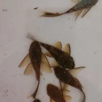 کتفیش پوزه بوته ای باله بلند و کوتاه مشکی