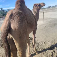 سلام شتر نر 3سال