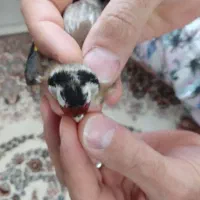 سهره ماده آماده