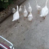 غاز