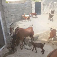 بز تعالی جوان وسرحال