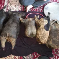 هیزه و تَجر نو نو