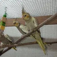 عروس هلندی گل باقالی