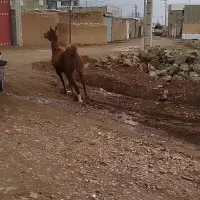 مادیون همه چی تموم