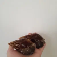 اچاتینا تو ۳ مدل جاداتزی  جید  فولیکا