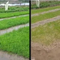 کود هیومیک اسید برای شلتوک رفع زردی و تقویتی زمین