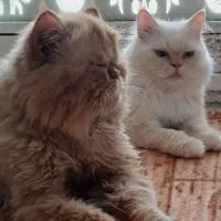 واگذاری گربه پرشین
