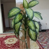 گل دیفن