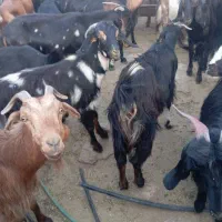 فروش بز کهره دار داشتی جوان