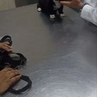 سگ کوچولو
