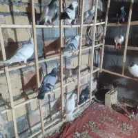 کفتر
