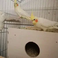 معاوضه عروس هلندی با مرغ مینا